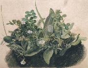 unknow artist, Small Clump of Wayside Plants